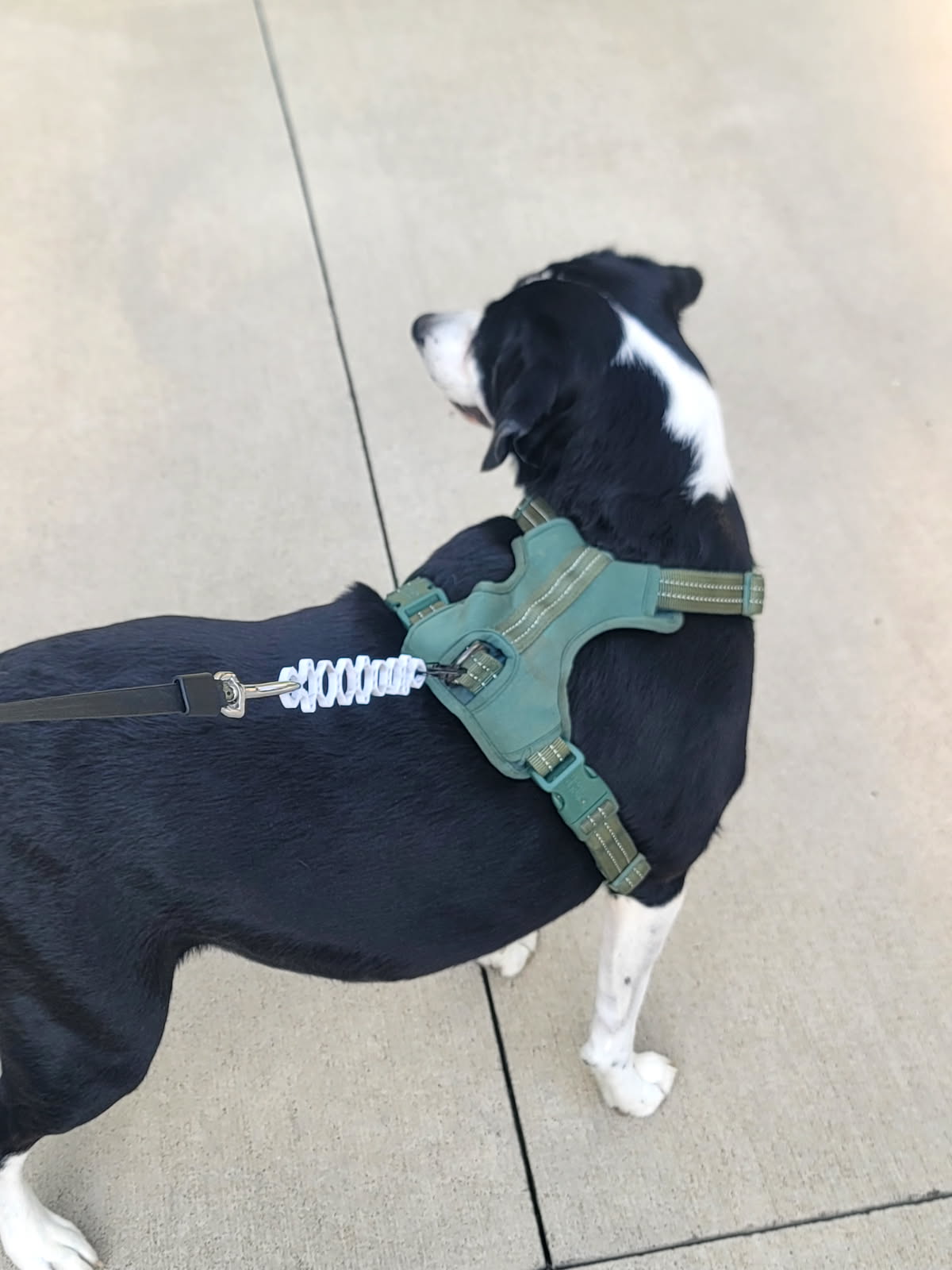 SOFTSHOCK ABSORBER Attachment for Dog Leash      **FREE SHIPPING in U.S.**