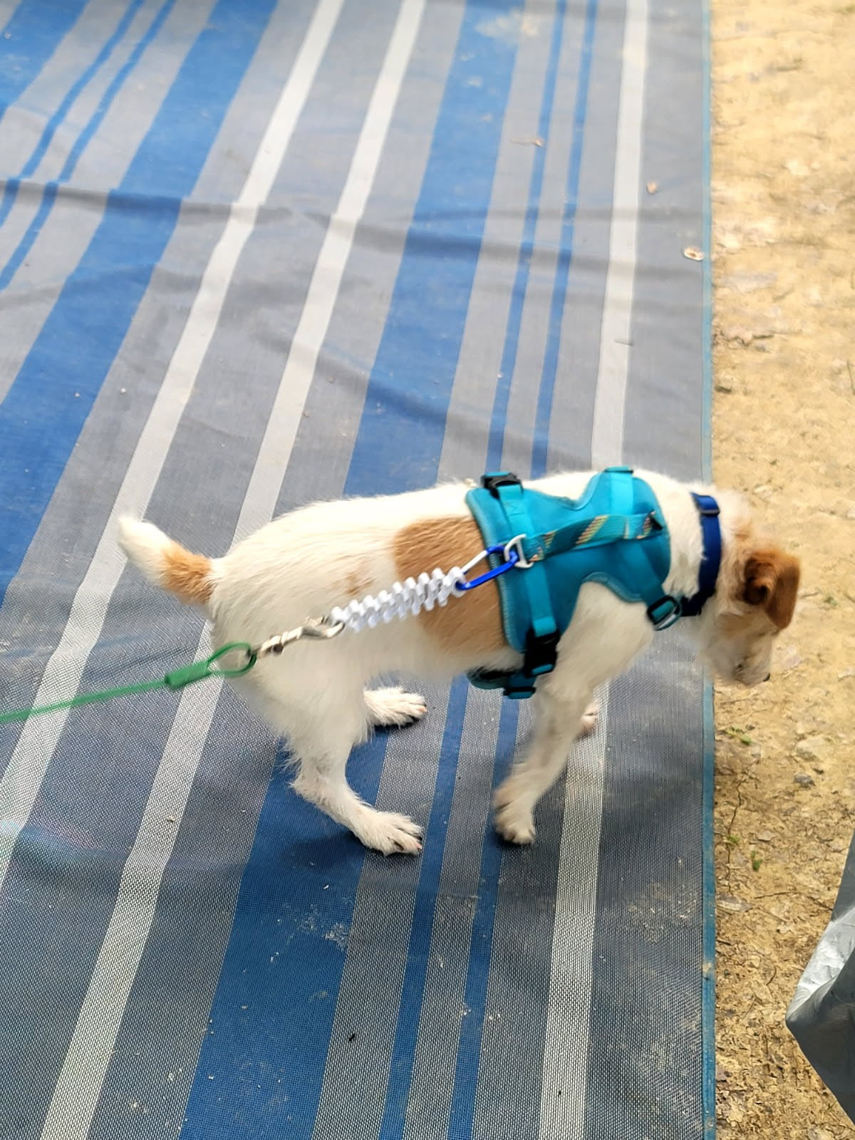 SOFTSHOCK ABSORBER Attachment for Dog Leash      **FREE SHIPPING in U.S.**