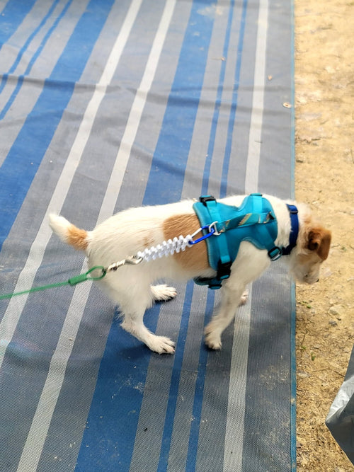 Soft Cushion Attachment for Smaller Dogs