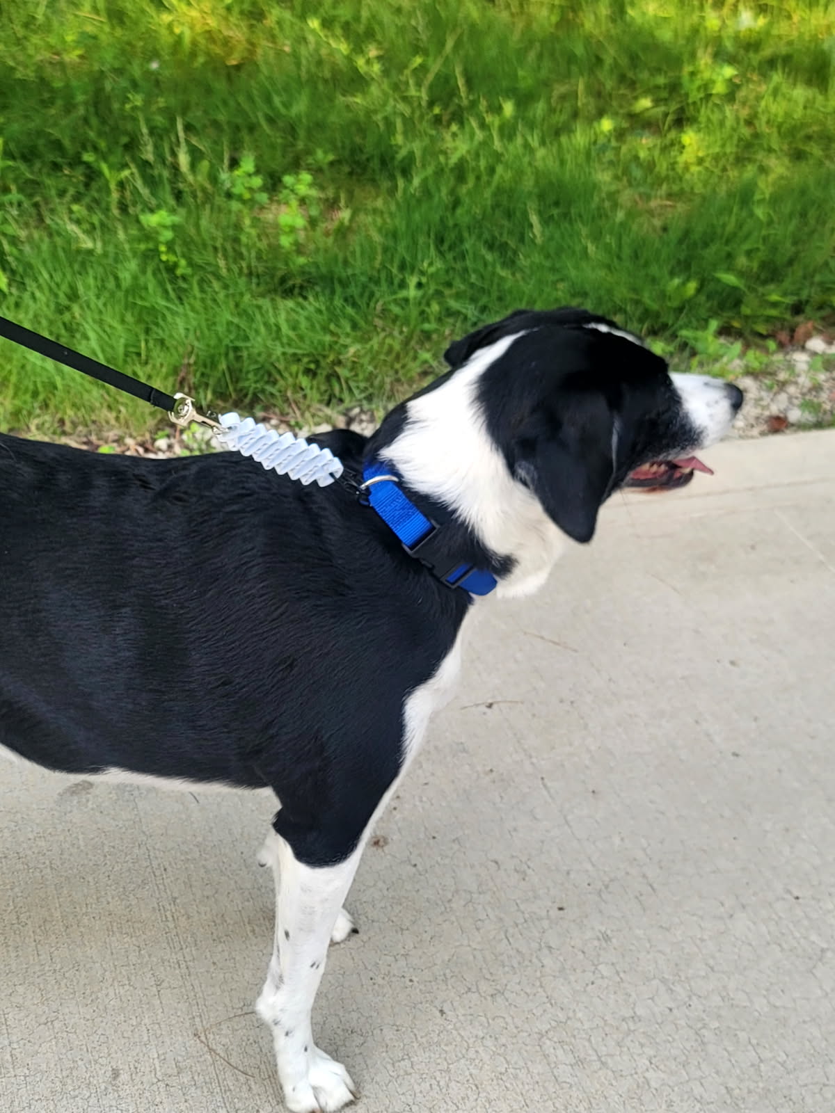 SOFTSHOCK ABSORBER Attachment for Dog Leash      **FREE SHIPPING in U.S.**